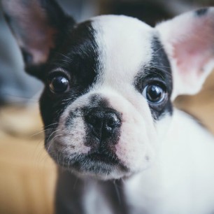 Expert Tips For Perfect Pet Photos