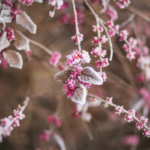 11 Ideas For Winter Photography